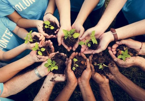 terrabloom community action